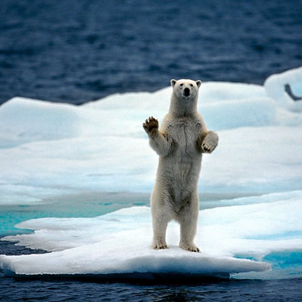 Οι πολικές αρκούδες θα εξαφανιστούν μέχρι το 2100
