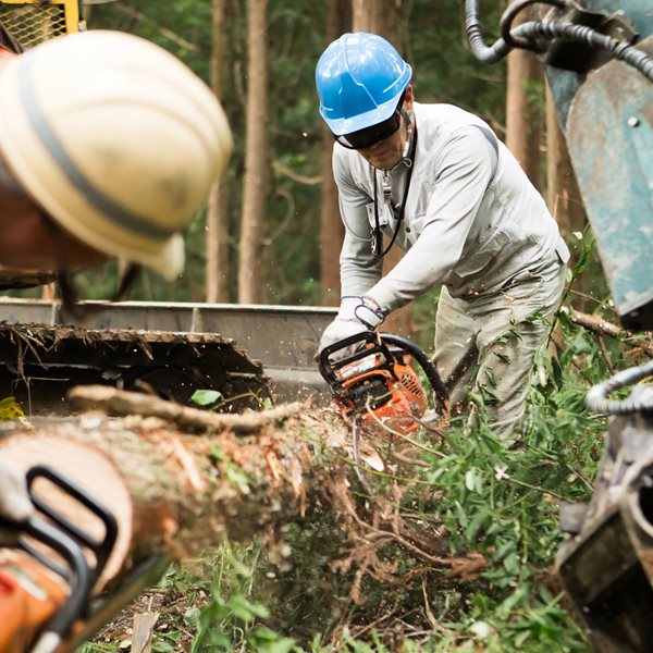 Τα δάση της Ευρώπης εξαφανίζονται με ταχύτατους ρυθμούς
