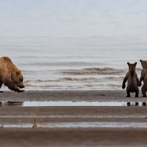 Σκοτώνοντας νεογέννητες αρκούδες στις φωλιές τους