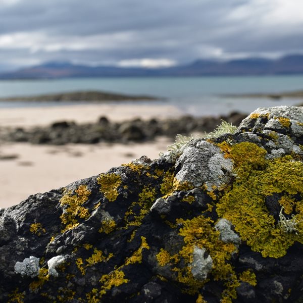 Ποιος οργανισμός κάνει περισσότερο σεξ από τον άνθρωπο