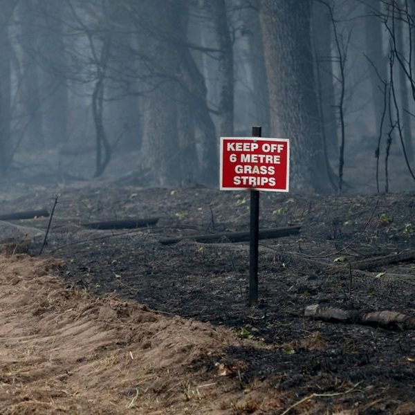 Τα δέντρα του πλανήτη κάνουν ό,τι μπορούν