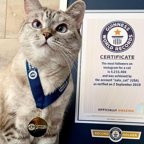 Αυτή είναι η πιο πλούσια γάτα στον κόσμο - Πόση είναι η περιουσία της