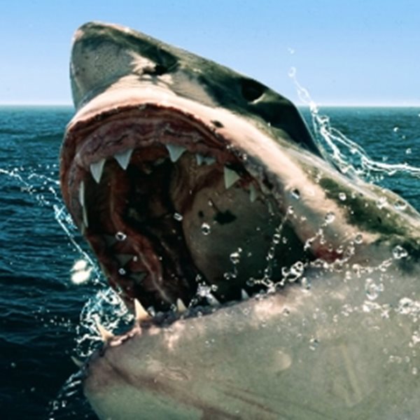 SharkFest: Το αφιέρωμα του National Geographic στα φονικά σαγόνια των θαλασσών