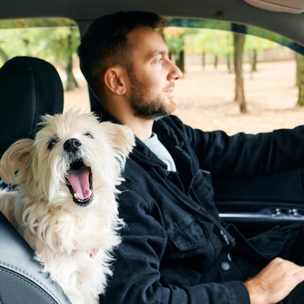 Η σωστή θέση του σκύλου στο αυτοκίνητο για να είναι πιο χαλαρός