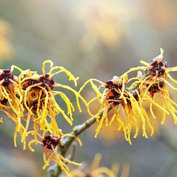 Υπάρχει φυτό που 'φτύνει' τους σπόρους του σα σφαίρες