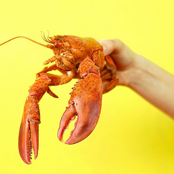 Ο αστακός και μία γαστρονομική σύγχυση