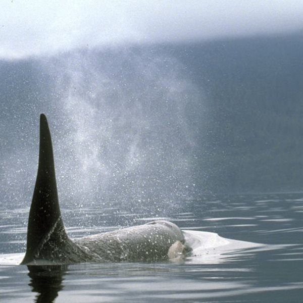 Αυτά τα ζώα καταστρέφουν σκάφη αναψυχή- και δεν είναι καρχαρίες