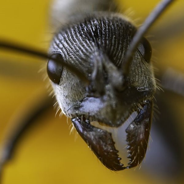 Επιστήμονες ανακάλυψαν μυρμήγκια που ίσως αλλάξουν το μέλλον της ιατρικής