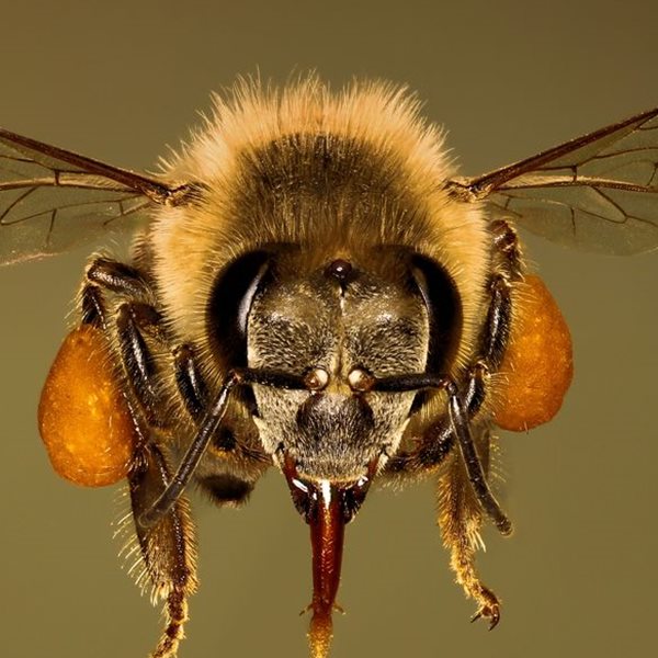 Οι μέλισσες που εκπαιδεύονται για να βρίσκουν τον κορονοϊό