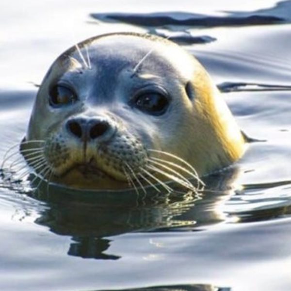 €5.000 για να βρεθεί ο δολοφόνος του Κωστή