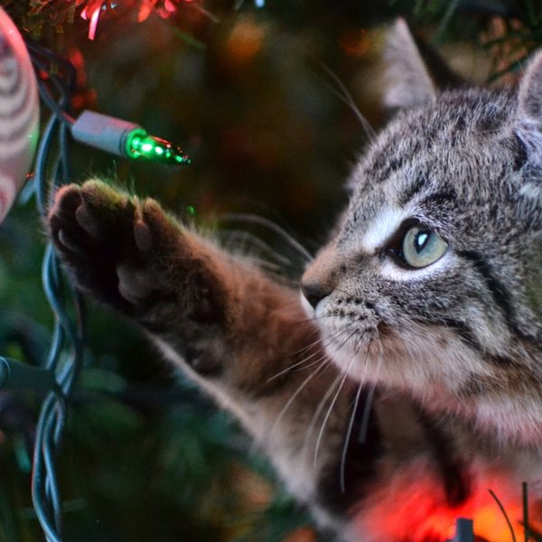 Μερικές ιδέες για να σώσεις το χριστουγεννιάτικό σου δέντρο από τη γάτα σου
