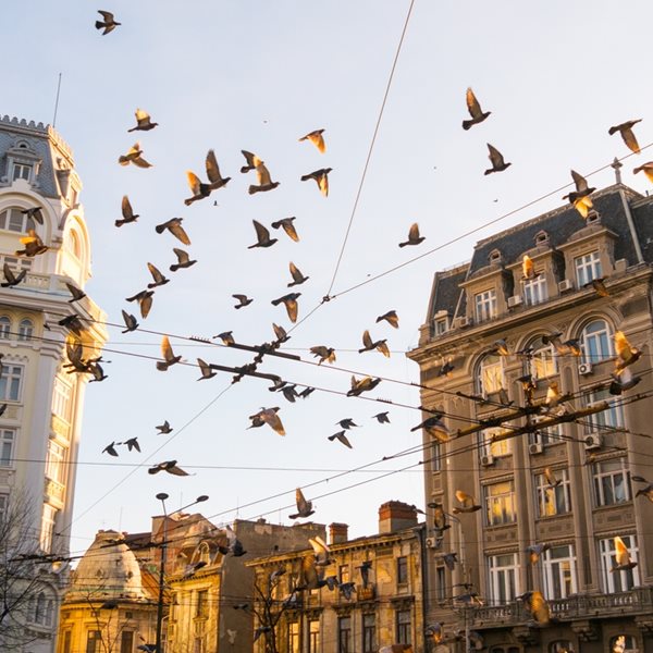 Η πανδημία άλλαξε ρεπερτόριο στα πτηνά, στην κυριολεξία