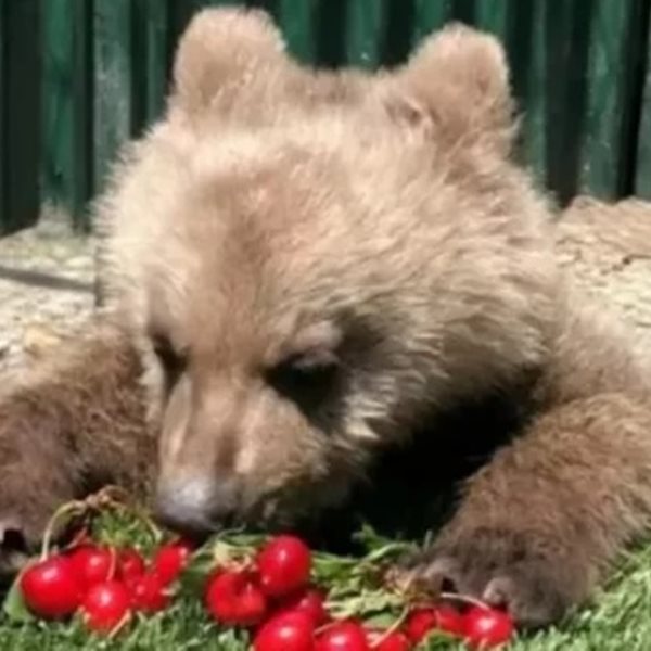 Ο Θωμάς, το ορφανό αρκουδάκι του Αρκτούρου λατρεύει τα κεράσια