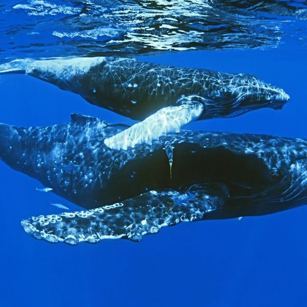 Τα πιο επικερδή ντοκιμαντέρ όλων των εποχών