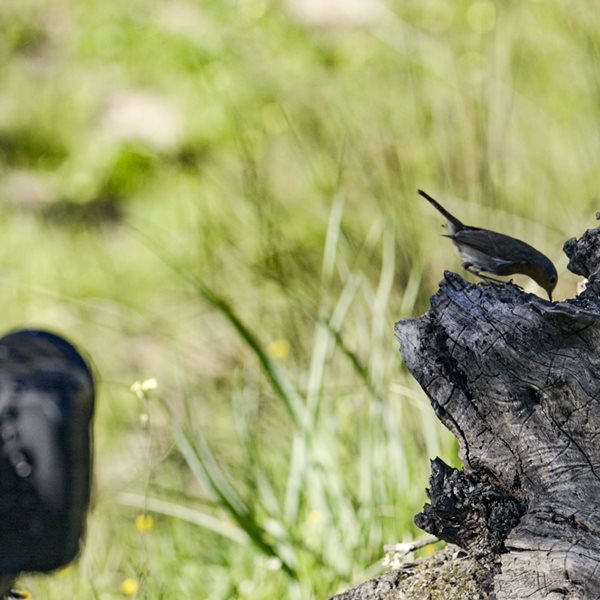 Ευχάριστα νέα από την Nikon Z 9 και την έκδοση 4.00 του firmware