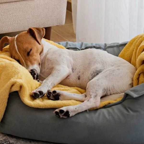 Πώς να εκπαιδεύσεις τον σκύλο σου να κοιμάται στο κρεβάτι του