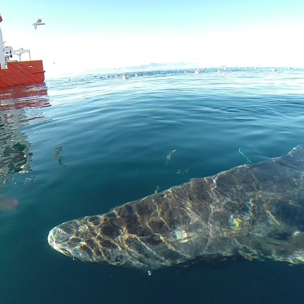 Ο καρχαρίας των 400 ετών