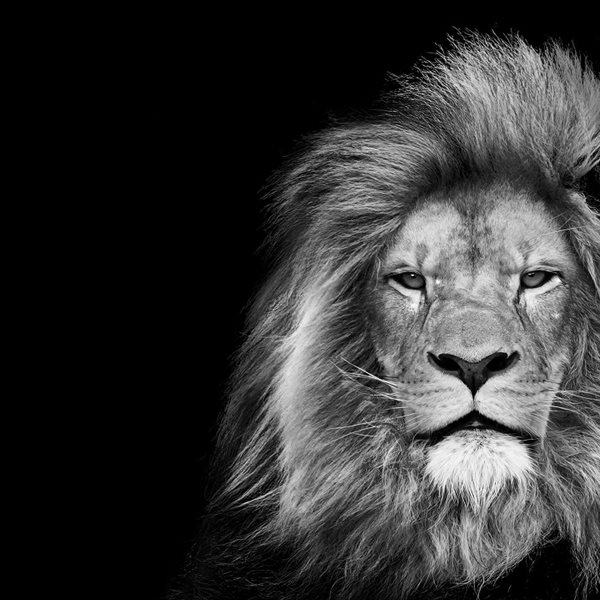 Μερικοί άντρες πιστεύουν πως μπορούν να κερδίσουν (!) ένα λιοντάρι