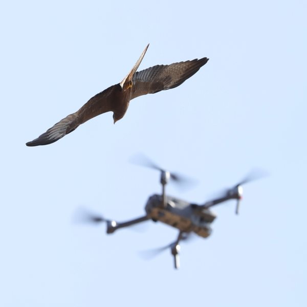 Ταριχευμένα πουλιά, η νέα τάση στα drones