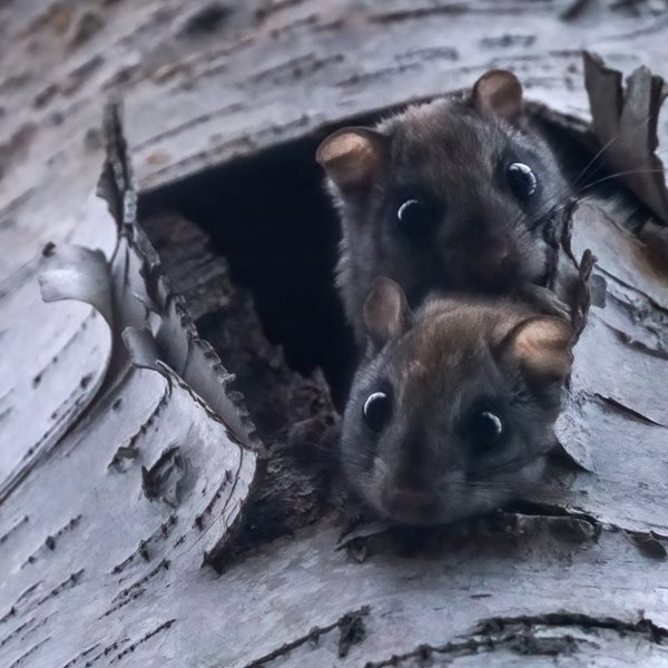 Γιατί κάποια ζώα φωσφορίζουν