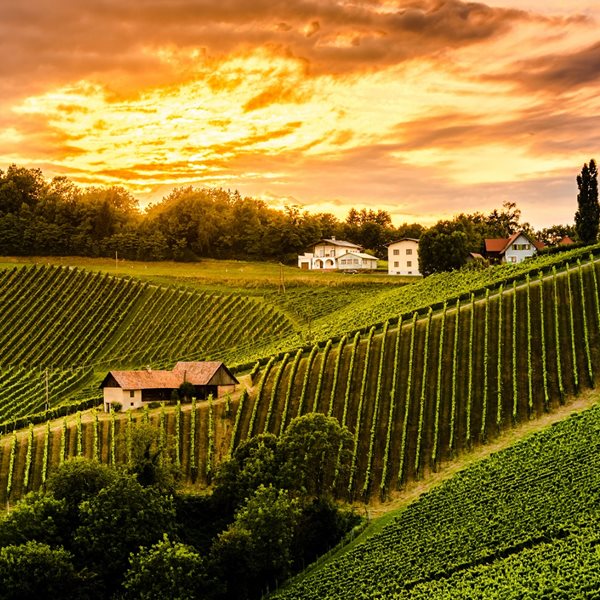 Τα 100 κορυφαία οινοποιεία του κόσμου για το 2020