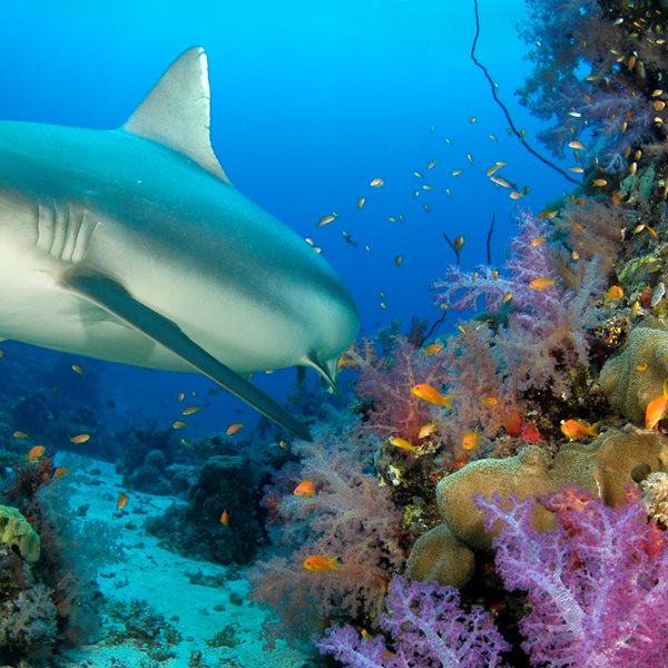 Το εμβόλιο του κορονοϊού ίσως σκοτώσει 500.000 καρχαρίες