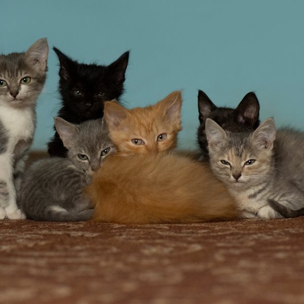 Αυτή είναι η πιο έξυπνη ράτσα γάτας στον κόσμο