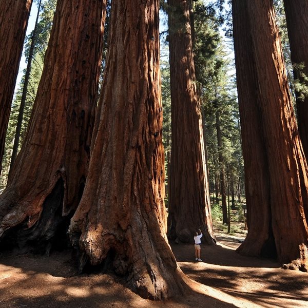 Το ψηλότερο δέντρο στον κόσμο δε δέχεται επισκέπτες