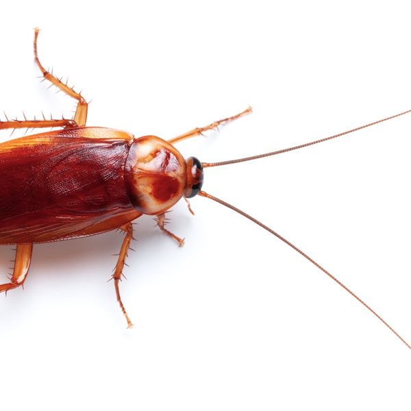 Τι συμβαίνει και αυξάνονται οι κατσαρίδες στην Αθήνα