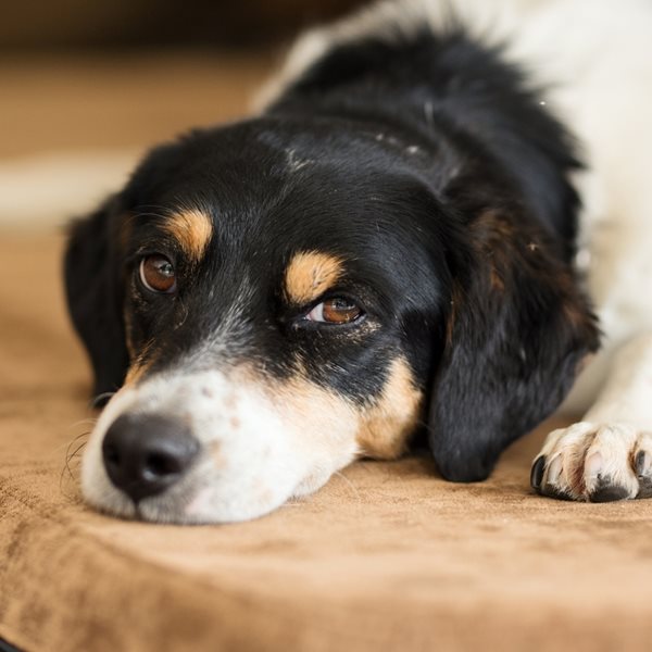 Μία αινιγματική ασθένεια προσβάλλει τους σκύλους στις ΗΠΑ