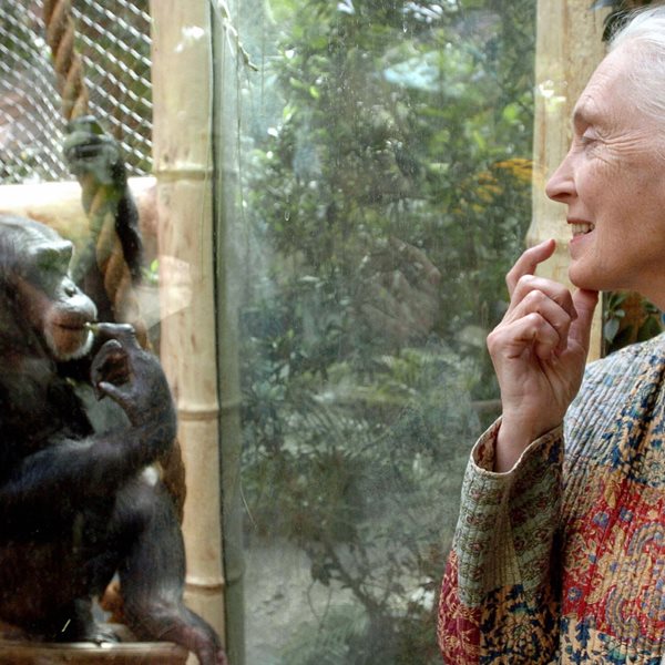 Έφυγε από τη ζωή η 'αληθινή ηρωίδα του πλανήτη' Jane Goodall