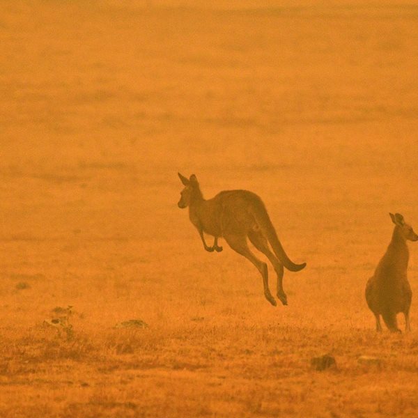Πώς μπορείς να βοηθήσεις στις πυρκαγιές της Αυστραλίας