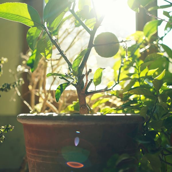 Τα φυτά στρεσάρονται, και δεν κάνουμε πλάκα
