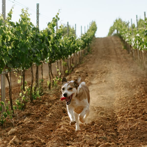 Απόδραση στις οινικές διαδρομές της Μαντινείας