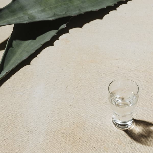 Η αγαύη επαναστάτησε