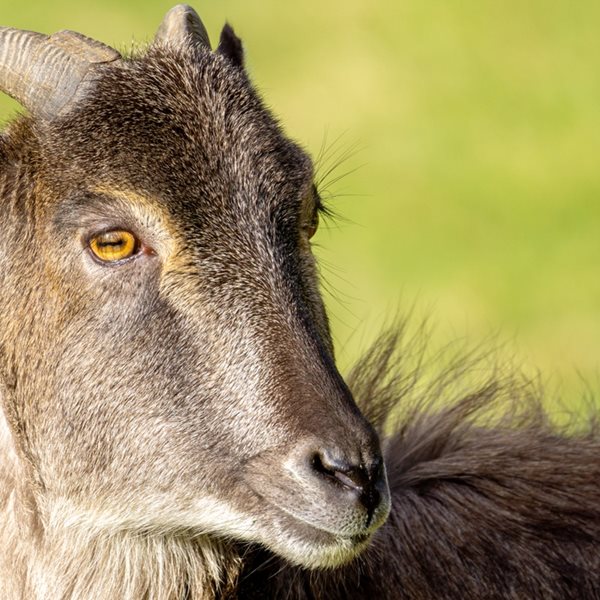 Σε άλλα νέα, στην Ιταλία χαρίζουν αγριοκάτσικα