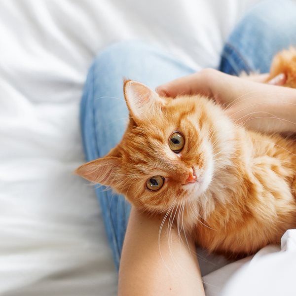 Γιατί ακούνε οι γάτες στο "ψι ψι ψι"