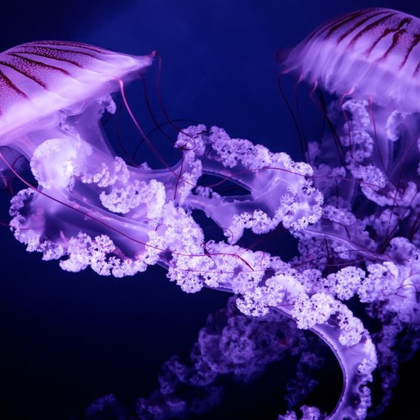 Μωβ μέδουσα: Οι περιοχές στην Ελλάδα με το μεγαλύτερο πρόβλημα