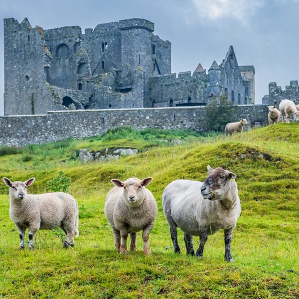Ο πόλεμος του ιρλανδικού 'χρυσού'