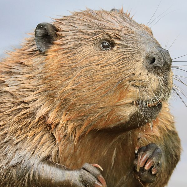 Κανένας πίθηκος, νέα έρευνα μας συνδέει με τους κάστορες