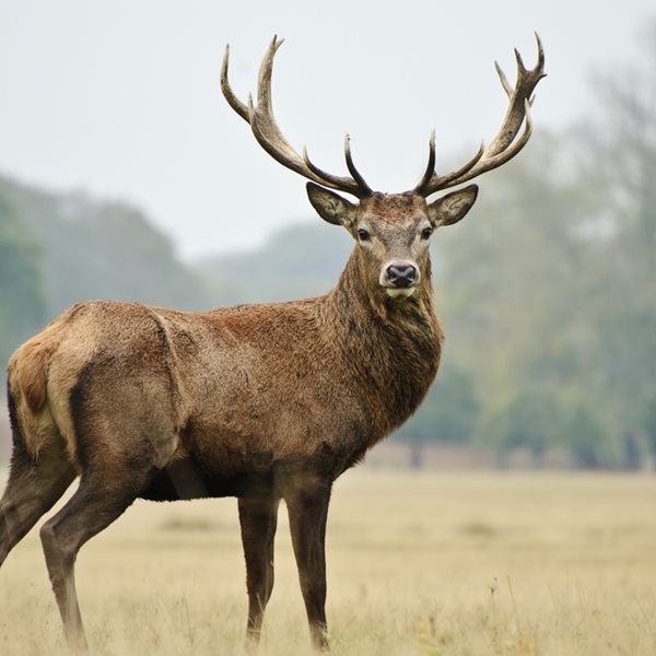 Ένα ελάφι τρέχει στη θάλασσα είναι ό,τι πιο όμορφο είδαμε τελευταία