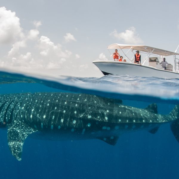 Απελευθερώνοντας τον μεγαλύτερο καρχαρία του πλανήτη