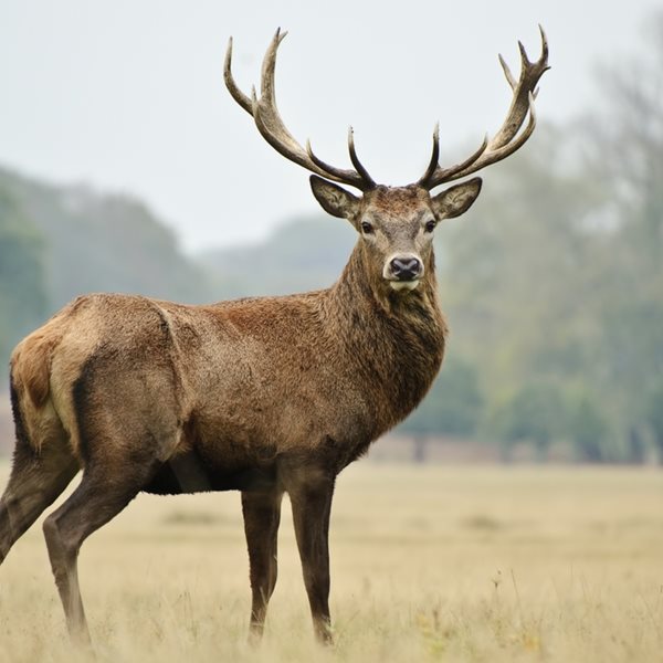 Όλα τα είχαμε, τα ελάφια - ζόμπι μας έλειπαν