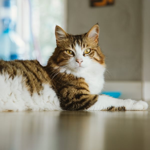 Ιάπωνες έφτιαξαν εφαρμογή που εντοπίζει αν πονάει μία γάτα