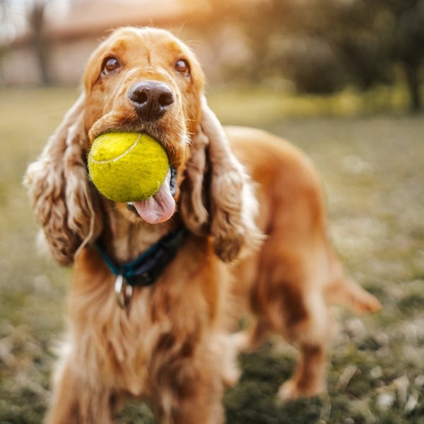 Έτσι θα καταλάβεις αν ο σκύλος σου είναι ιδιοφυΐα