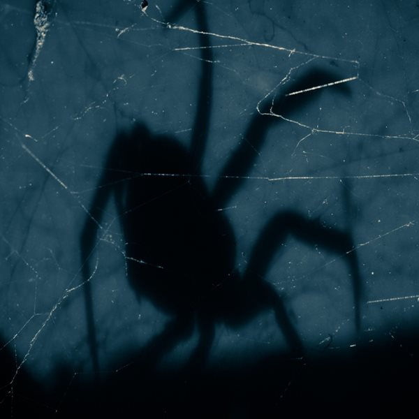 Και οι αράχνες έχουν δικαίωμα στο όνειρο