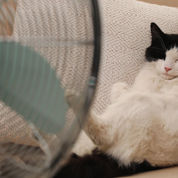 Πώς θα κρατήσεις τη γάτα σου δροσερή στον καύσωνα