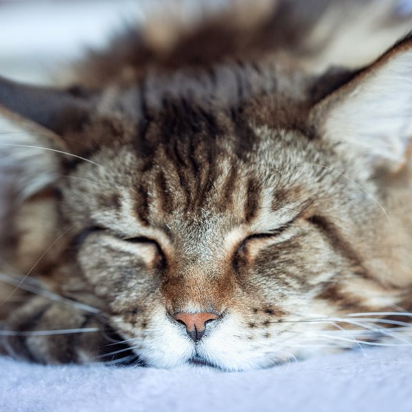 Οι πιο δημοφιλείς γάτες στο ίντερνετ