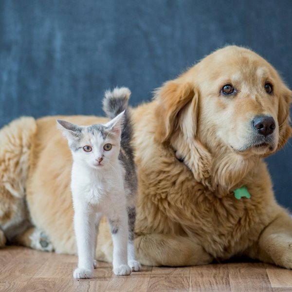 Παγκόσμια Ημέρα Αδέσποτων Ζώων: 6 αδέσποτες ιστορίες