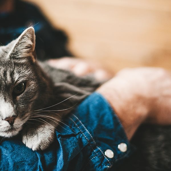 Οι cat lovers δικαιώνονται, οι γάτες είναι τα καλύτερα αγχολυτικά